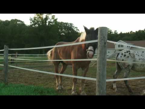 Saving Abandoned Horses