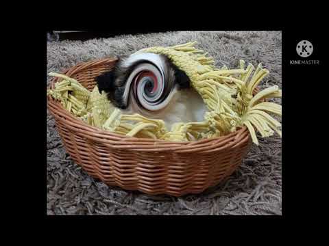 a popo com a cabeça girando