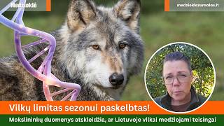 Vilkų limitas paskelbtas. Mokslininkų duomenys atskleidžia, ar Lietuvoje vilkai medžiojami teisingai