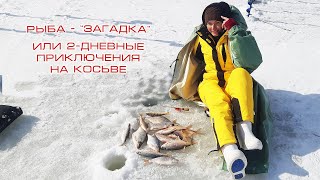 Рыбалка на косьве в июне
