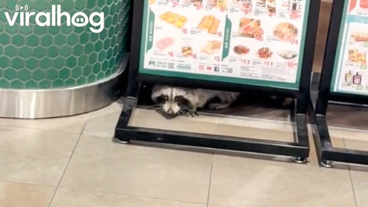 Raccoon Casually Goes Shopping at Mall || ViralHog