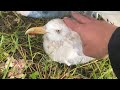 Herring Gull Rescue Full Story In Description