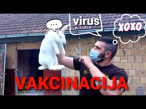 MIKSOMATOZA KUNIĆA *vakcinisati ili ne!