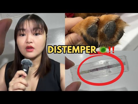 DISTEMPER🦠 Symptoms, prevention, treatment