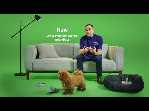 Pets at Home - How to toilet train your puppy & kitten