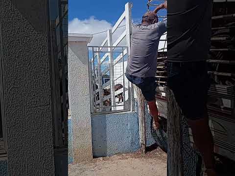 feira do gado de Lagoa Nova RN