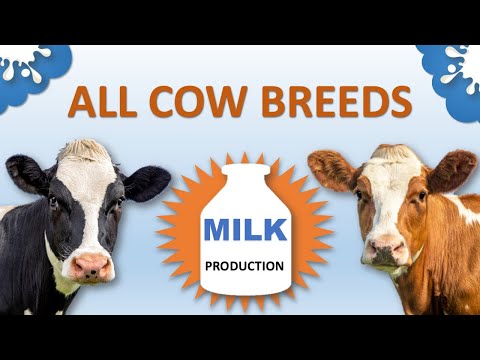 , title : 'All Cow Breeds Based on Milk Production | Lowest to Highest | Cattle Breeds'
