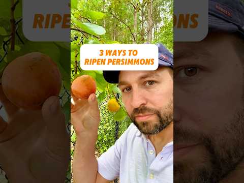 3 Ways to Ripen Persimmons #shorts #fruittree #persimmons #ripening #orchard