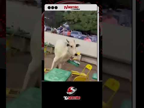 SUSTO NO LEILÃO: Boi descontrolado invade plateia e causa correria em Frutal (MG) 🐂🚨