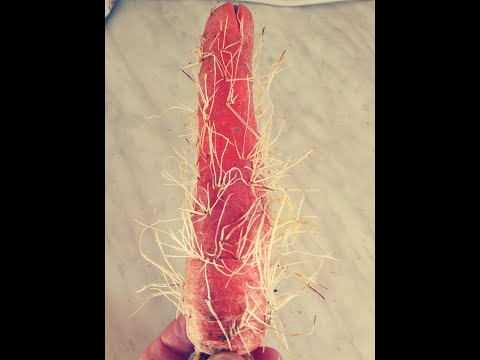 Ulkoilutetaan roskii lauantaina