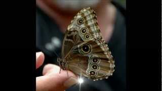 Mary  Chapin Carpenter   Elysium