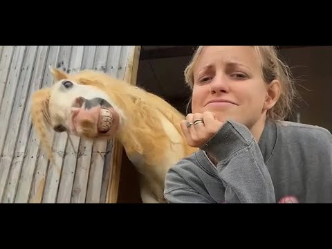 Chevaux les plus drôles | meilleure compilation vidéo de 2025