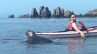 preview picture of video 'Kayak avec les phoques aux Etocs (Penmarc'h)'