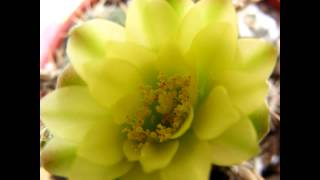 Just A Little Scratch...