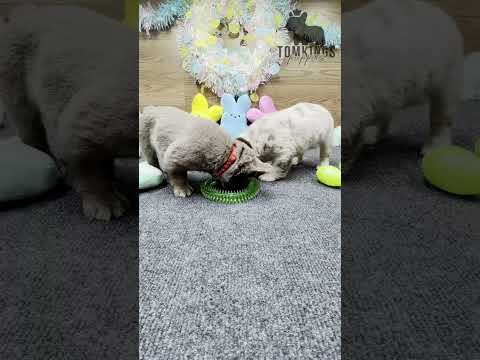 Video 5