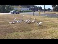 Burger King Fries For Seagulls