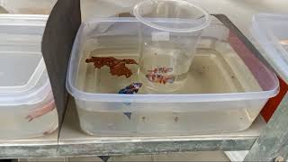 Download lagu RIVIEW TERNAK IKAN CUPANG TERBESAR DIBINTARO mp3