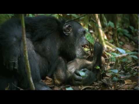 Chimpanzee (Making of Chimpanzee)