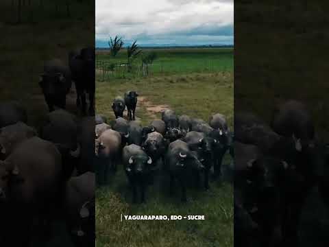 Yaguaraparo Estado Sucre #carupanoesdepinga #oriente