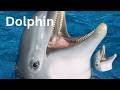 Dolphin Yuno Miles Official Video