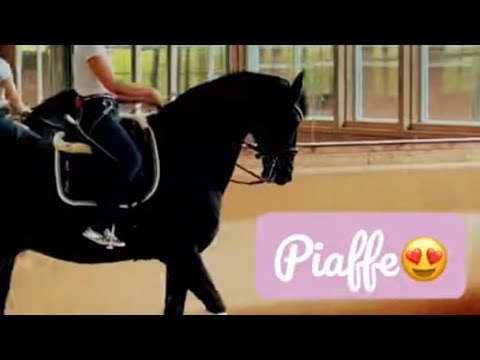 , title : 'PIAFFE ON MY 18yo HORSE ❤️😍'