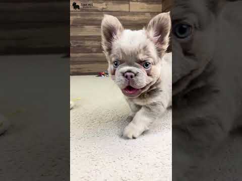 Video 4