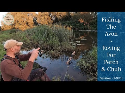 Perch & Chub Fishing The Avon - Short Evening Roving Session - Great Result - 1/9/20 (Video 178)