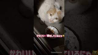 白茶ねこが来たにゃ😸#ねこ #猫動画 #ネコ #猫のいる暮らし #猫好き #猫#ごはん#白茶猫 #かわいい猫 #おすすめ