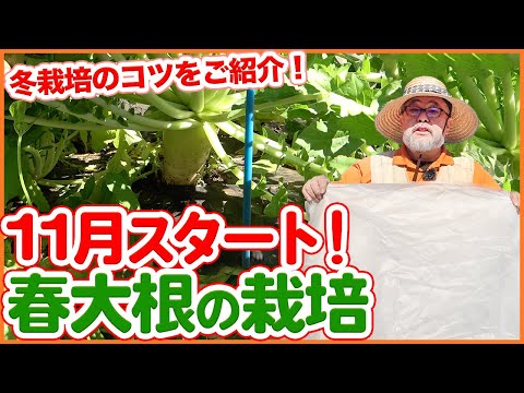 園芸 ピンク大根