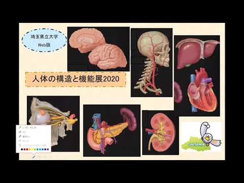 看護学科 人体の構造と機能展2020