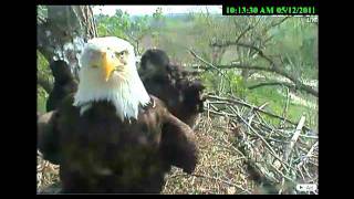 preview picture of video 'Decorah eaglets forty days old, close up shots'