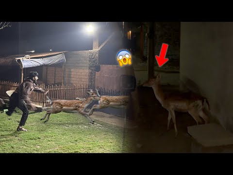 Hmare Dono Hiran Rat Ko Zoo Se Bhaag Gaiy😭