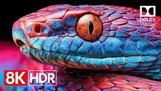 Pixel Perfect 8K HDR 60fps Dolby Vision | 8K Video Ultra HD
