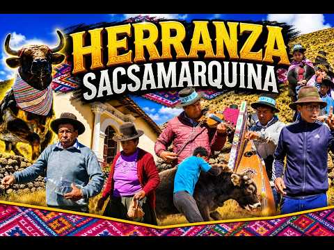 DISFRUTANDO DE LA  HERRANZA SACSAMARQUINA// HUANCA SANCOS TIERRA GANADERA
