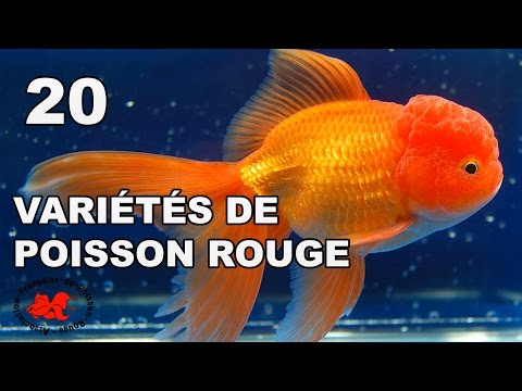 download lagu mp3 mp4 Poisson Rouge Races, download lagu Poisson Rouge Races gratis, unduh video klip Poisson Rouge Races
