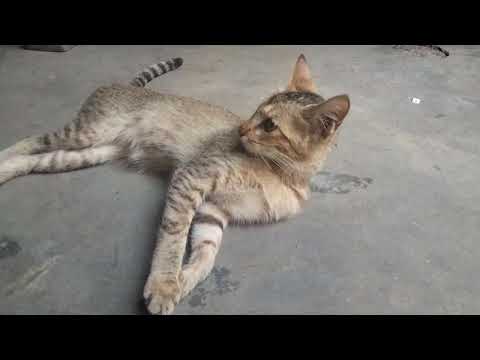 cat is very excitingly this time funny 😋