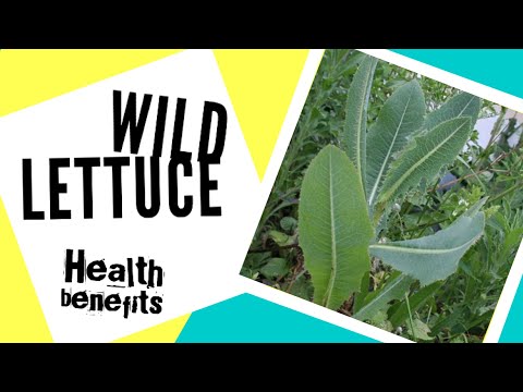 Wild Lettuce health benefits Video