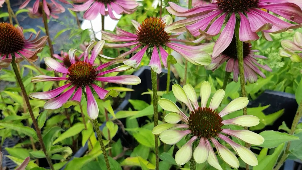 Echinacea purpurea 'Green Twister'