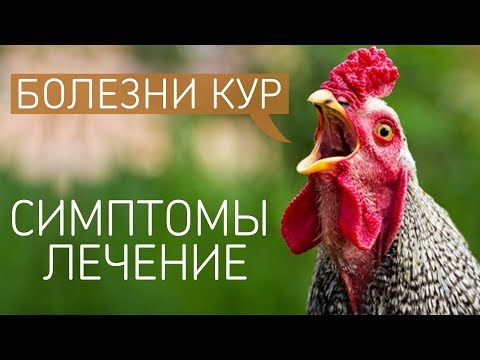 , title : 'САМЫЕ ЧАСТЫЕ БОЛЕЗНИ У КУР: симптомы и лечение куриных заболеваний! (Ветеринар Павел Шкурманов)'