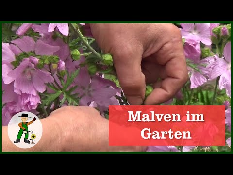 Malven im Garten