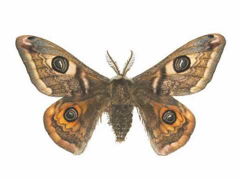 Emperor Moth | Track 02