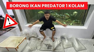 BORONG 1 KOLAM ISI FULL IKAN PREDATOR MONSTER UNTUK KOLEKSI BARU MARKAS @JAMMVLOG