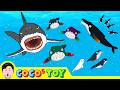 60min CoCosToy S Well Made Stories Best Collection 4 Whales Sharks For Kids CoCosToy