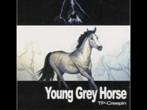 Young Grey Horse - Chips In