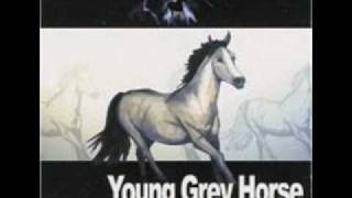 Young Grey Horse - Chips In