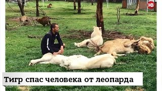 Тигр спас человека от леопарда