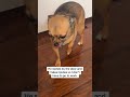 Funny Chihuahua Fakes Injury So Mom Won't Leave