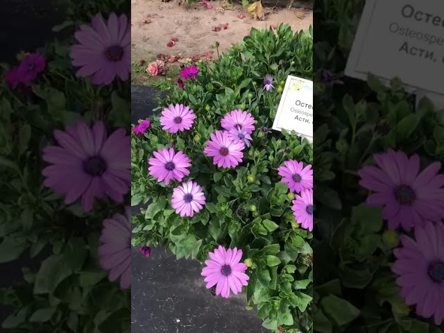 Стандарт поставки видео №1 Остеоспермум F1 Асти, смесь 