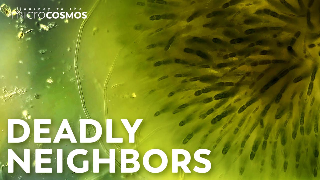 Floating Cities of Scum