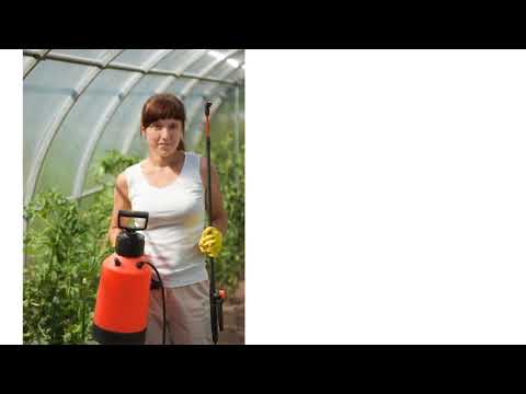 General Pest Control in Sydney, AU - Reasons To Hire A Professional Pest Control Company